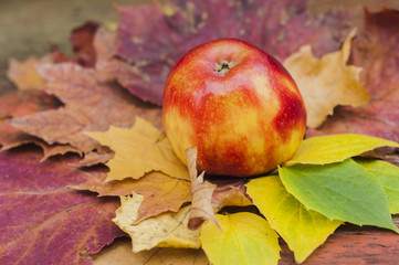 Świeże jabłko na jesiennych liściach