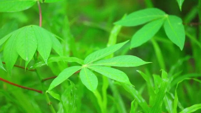Cassava vegetable plant leaves with their vibrant green foliage and red stalks, close up shot panning camera with bokeh background.
