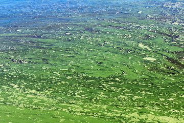 Plastic pollution of the river. Green water of the river. Ecological catastrophe.