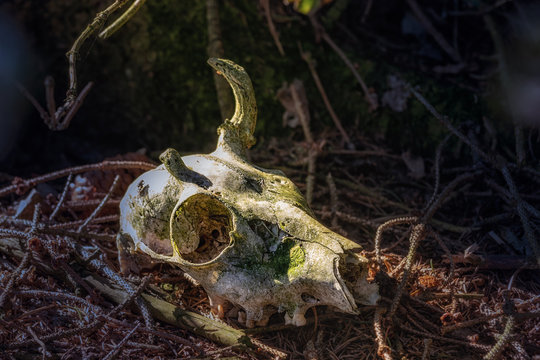 Tiersch&auml;del im Wald