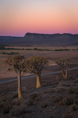 Quiver Tree in desert Africa