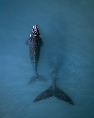 Whale mother and calf