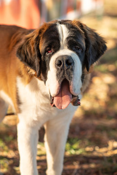 Close up portrait of a red senbernard, outdoors