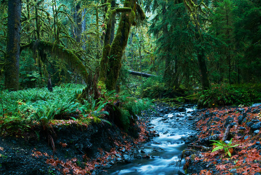 Rainforest nature