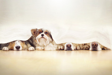 Vier Hunde spielen Verstecken hinter einem Vorhang