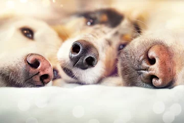 Foto op Plexiglas Drei Hundenasen nebeneinander auf dem Bett © Gabi Stickler