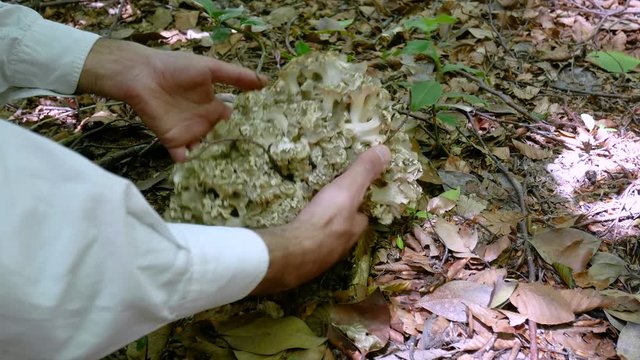 Grifola umbellata, a very rare edible wild mushroom.