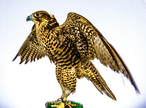 Falcons that are trained for hunting (falconry)