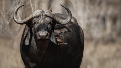 Huge african buffalo portrait in the georgeus light. Wild animal in the nature habitat. African wildlife. This is Africa. Lions best meat. Syncerus caffer.