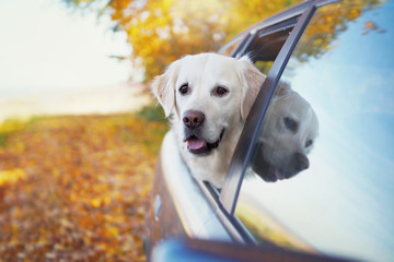 Hund schaut aus Auto heraus in den Herbstwald