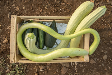 Fresh vegetables, top view. Zucchini and long squash (cucuzza squash) in a wooden box