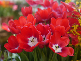 Bright red tulips