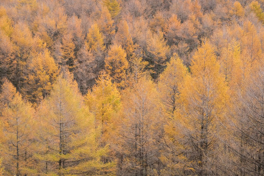 落葉針葉樹 のストック写真 ロイヤリティフリーの画像 ベクター イラスト Adobe Stock