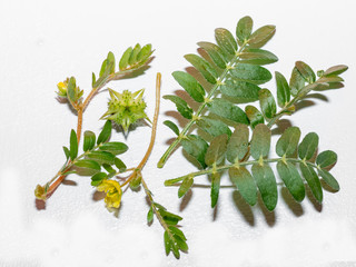 Macro image of Tribulus terrestris plant with flower ,seeds and leaf.