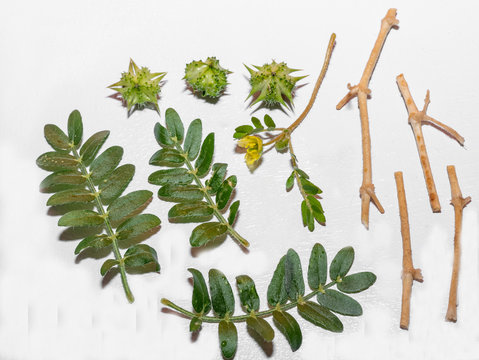 Macro image of Tribulus terrestris plant with flower ,seeds and leaf.