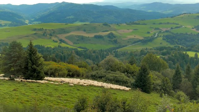 Flock of sheep at sunset. Sheeps in a meadow in the alpine pastures in the Slovakia mountains. Beautiful natural landscape.