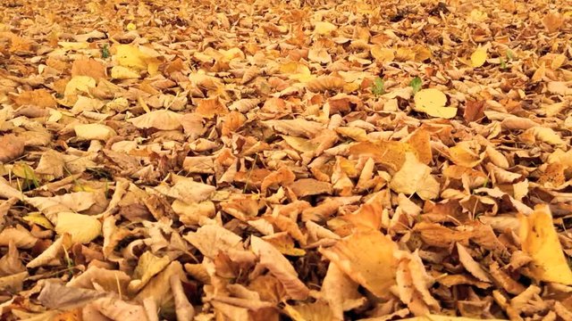 ZeifrafferTime Lapse Video Footage von verf&auml;rbten Bl&auml;ttern im Herbst, Bewegung im Wind