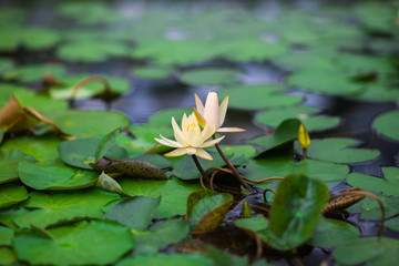 lotus water lily
