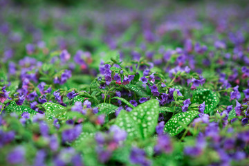little violet flowers in floor