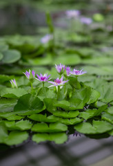 pale lily in orangery