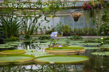 pale lily in orangery