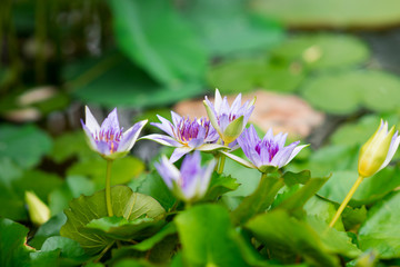 pale lily in orangery