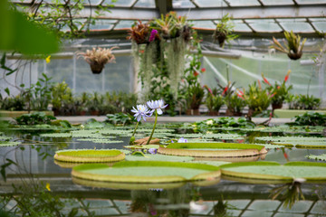 pale lily in orangery