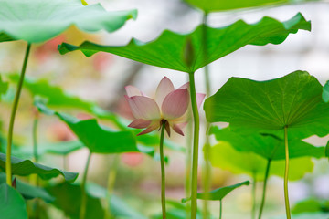 pale lily in orangery