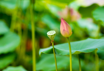pale lily in orangery