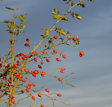 Rosehip branches at authumn