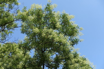 Loose crown of blossoming Sophora japonica tree against blue sky