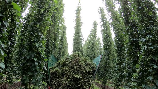 Maschinelle Hopfenernte