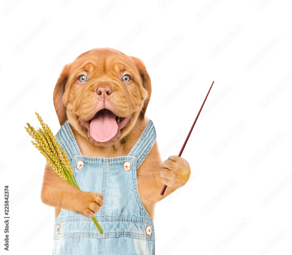 Poster puppy farmer holding a bunch of wheat and pointing stick. isolated on white background
