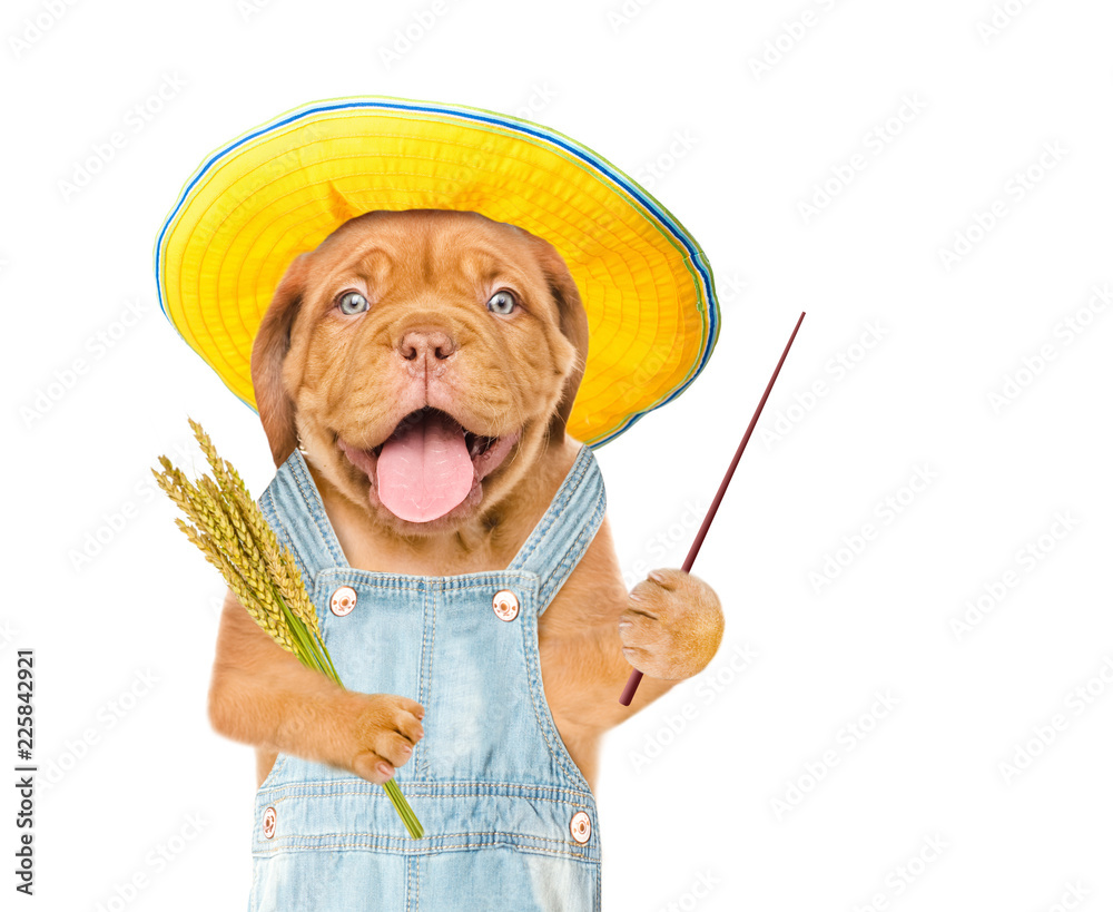 Poster puppy farmer holding a bunch of wheat and pointing stick. isolated on white background