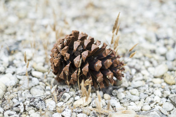pine cone on the ground in the garden
