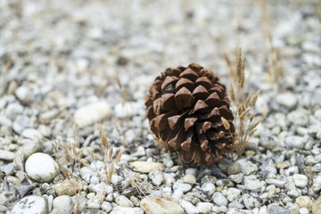 pine cone on the ground in the garden