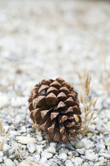 pine cone on the ground in the garden