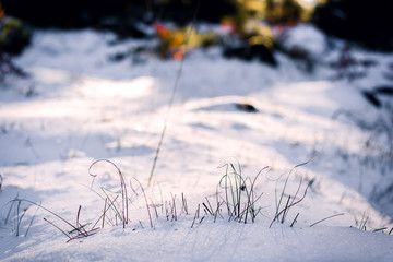 Grass in the snow at sunset
