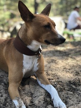 Basenjis 