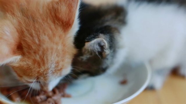 Two Small Adorable Kittens Eating Healthy Cat Food From a Saucer Together on the Wooden Floor of a Kitchen. Hungry Pets are Having Dinner