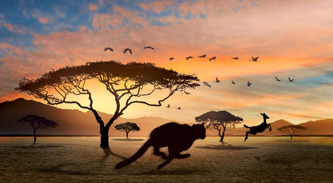 Lepard hunting a female Impala in the Savannah