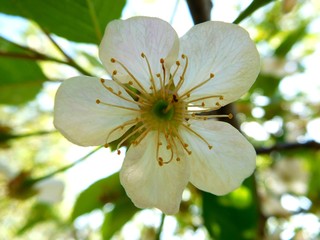 Сherry flower