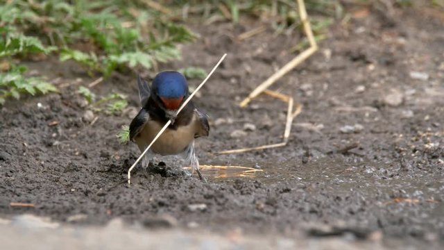 Barn swallow (Hirundo rustica) collecting material for the nest