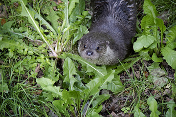 Eurasian River Otter in the grass. Bavarian Forest National Park, Germany.