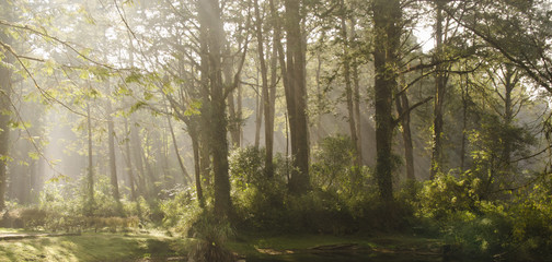 early morning in the forest