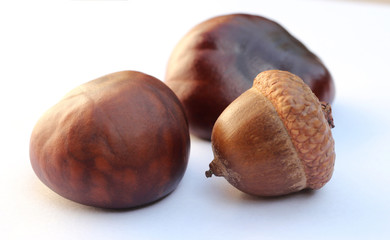 chestnuts and acorn isolated on white background