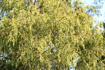 Thuya in the garden. 