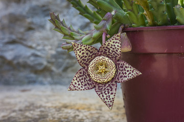 Carrion Flower Stapelia (gгiant cactus starfish plant, Orbea variegata flowers) at stone...