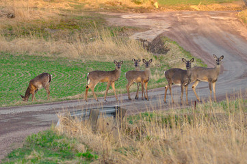 Deers on the road