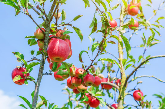 red apples on young trees in the garden against the background of a clear sky